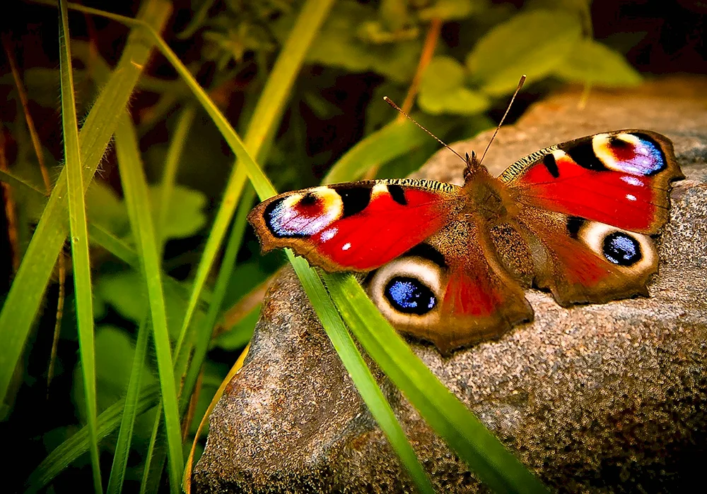 Peacock eye butterfly