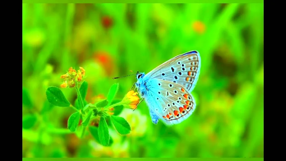 Butterfly