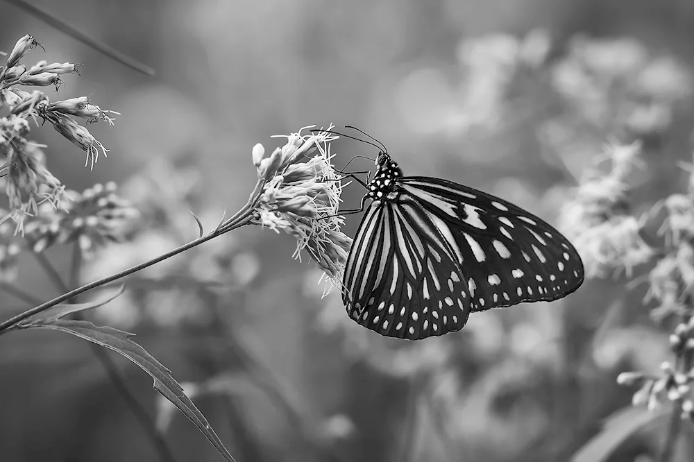 Butterflies