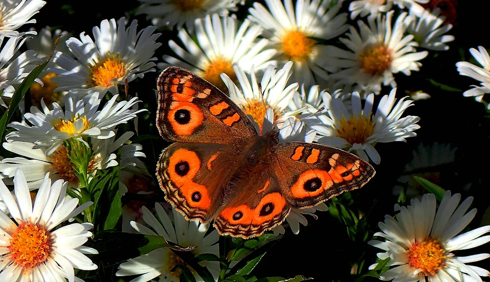 Mottled Harlequin butterfly