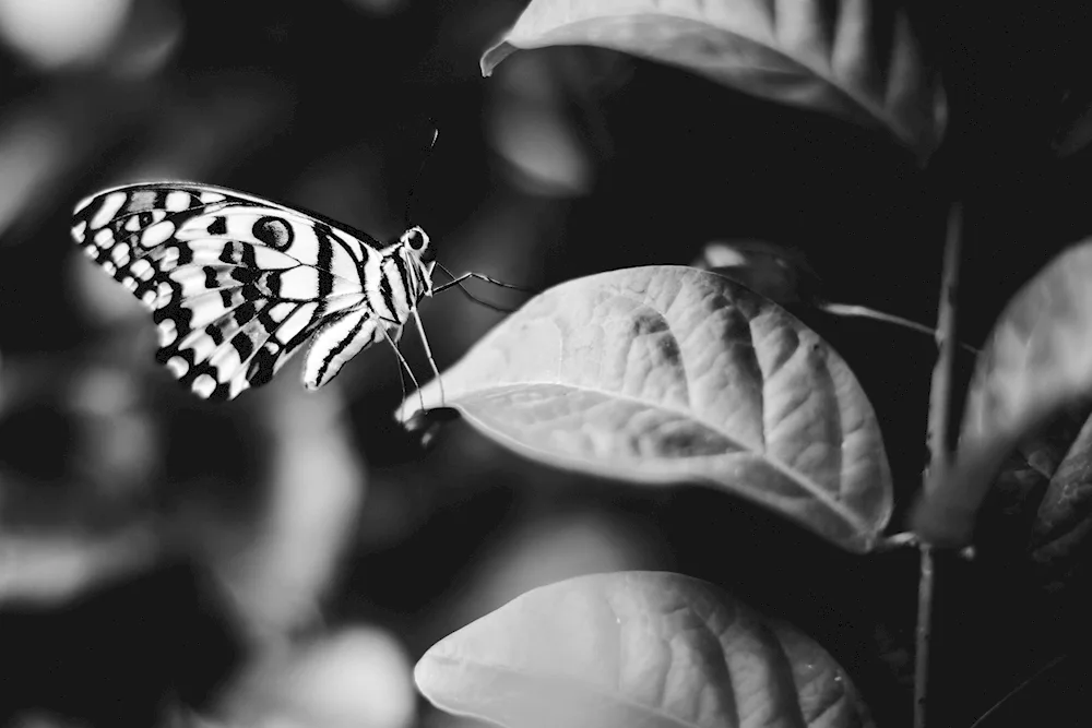 Butterflies black and white