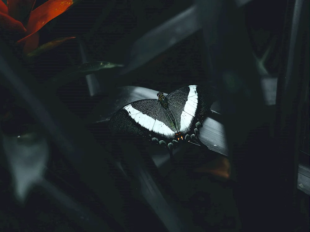 Butterflies Aesthetics