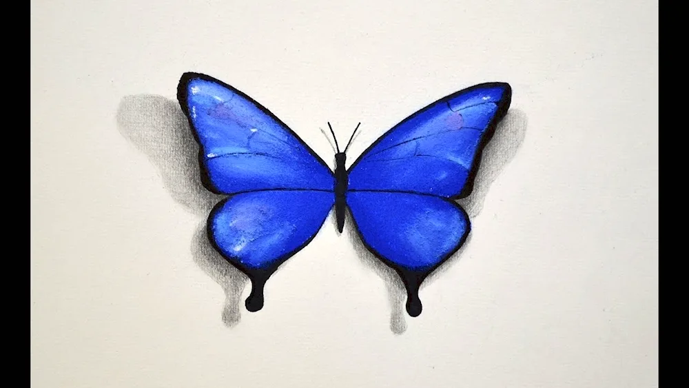 Butterflies in pencil for drawing