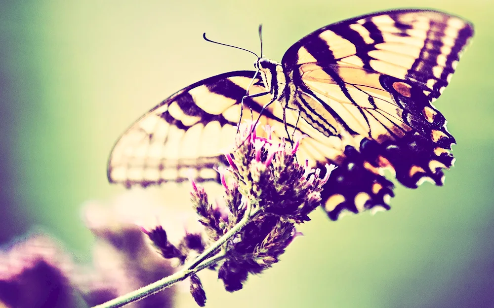 Butterfly on a flower