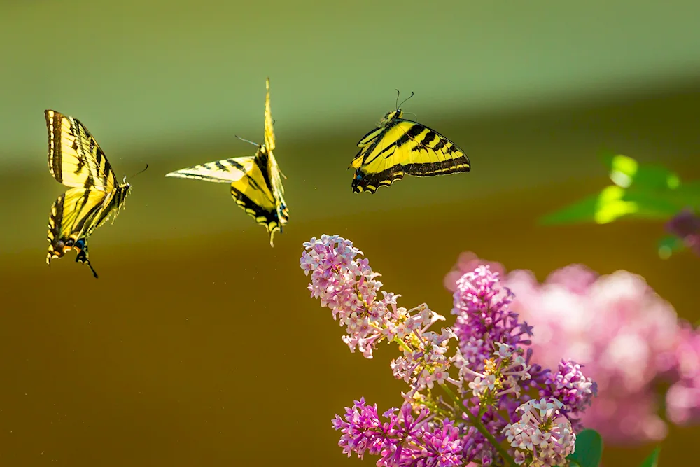 Flying butterflies