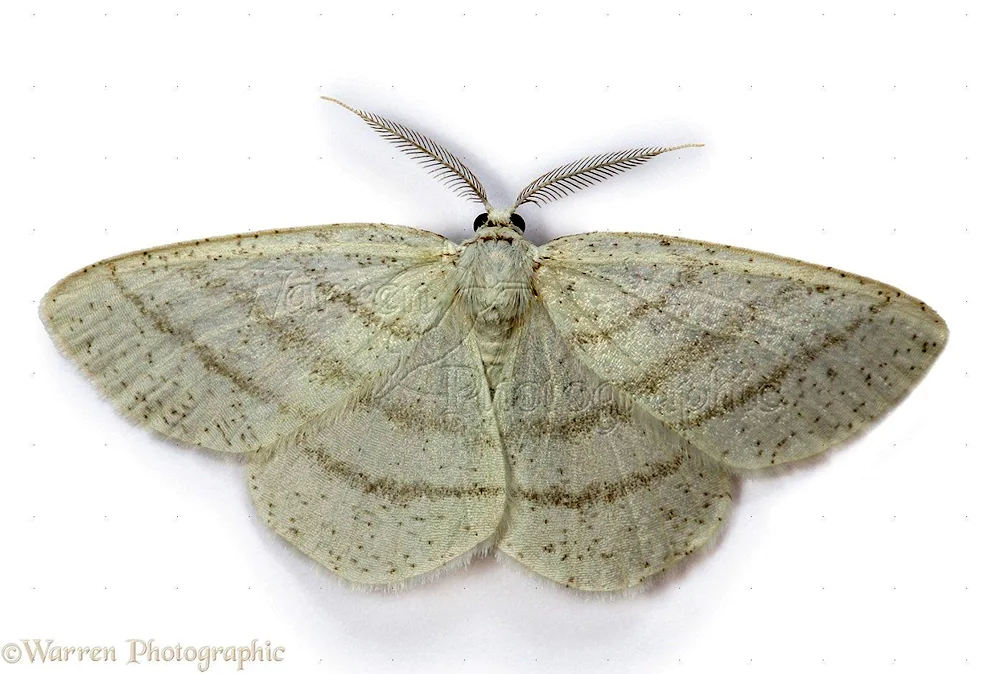 Venezuelan poodle moth