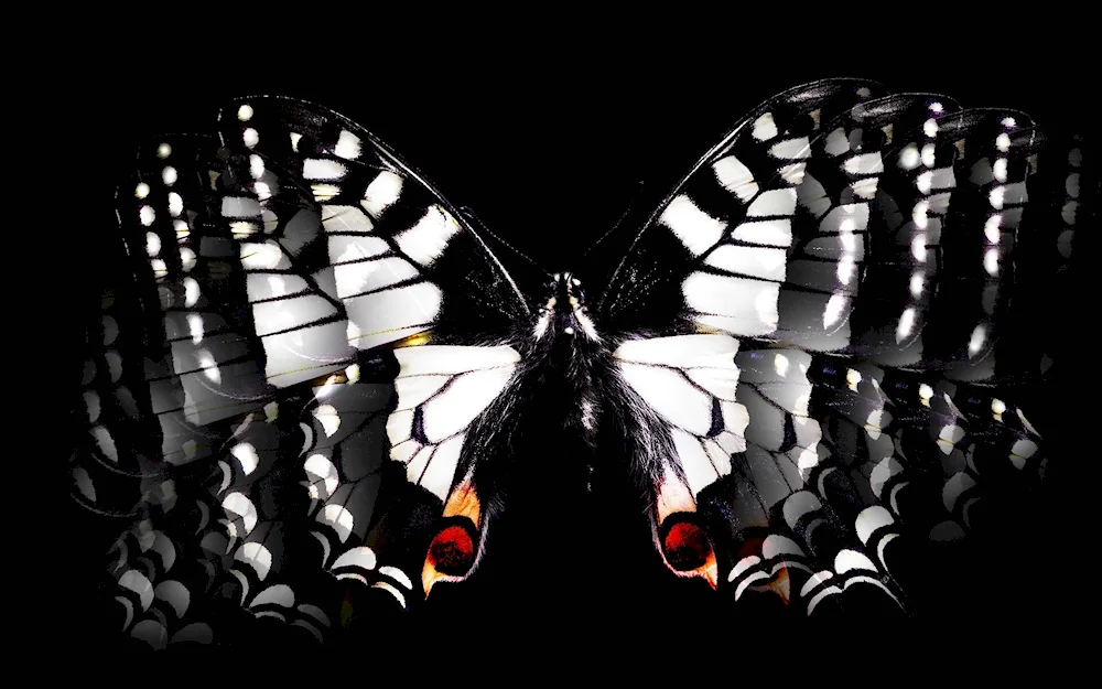 Butterfly on black background