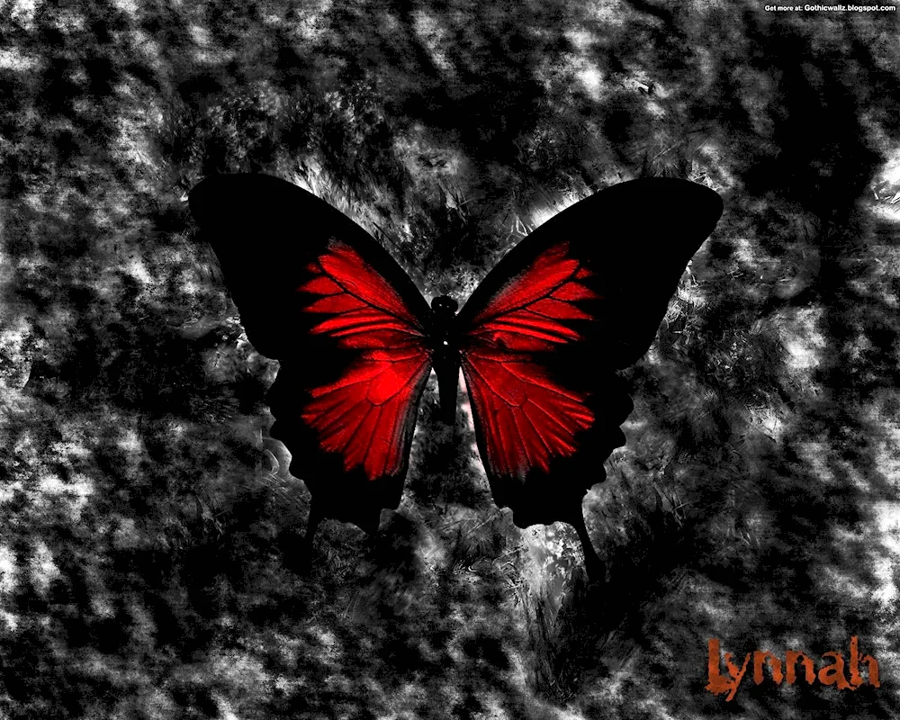 Butterfly