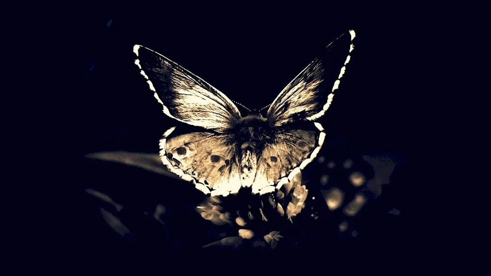 Butterflies on black background