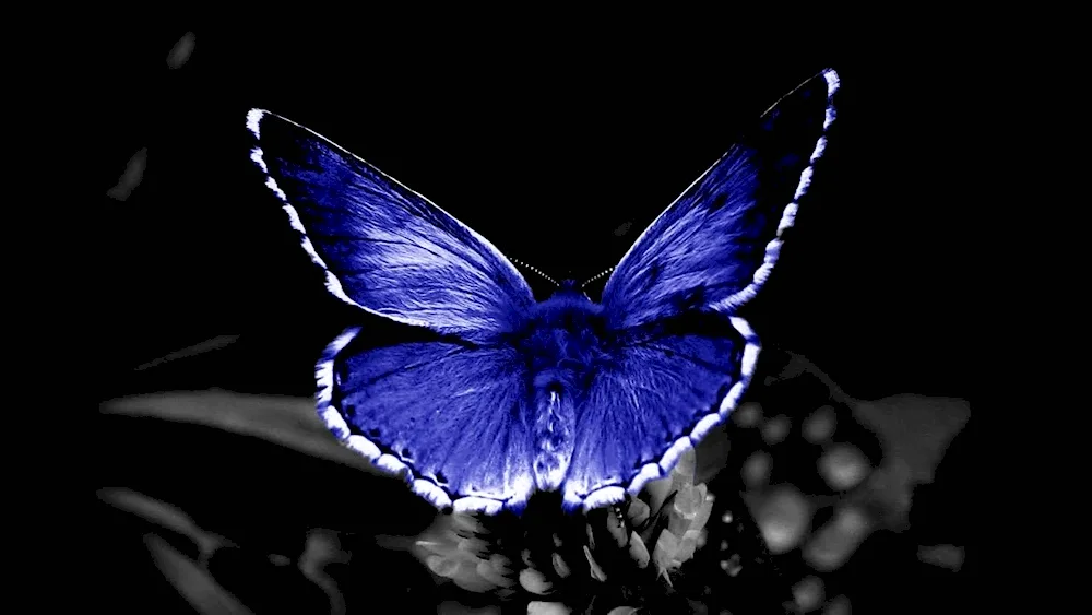 Butterfly on dark background