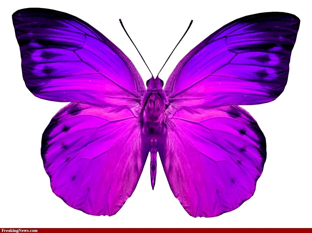 Butterfly flower purple