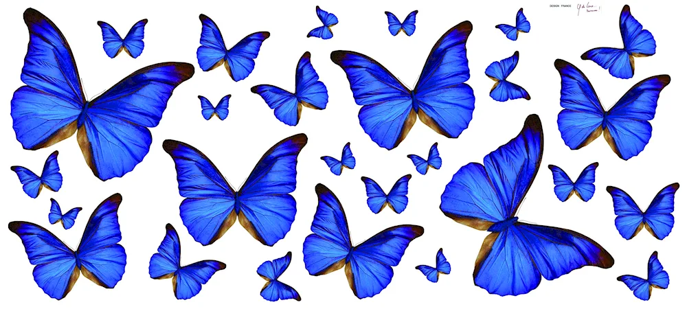 Butterflies coloured