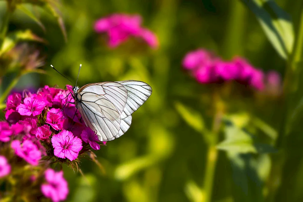 Butterflies in nature