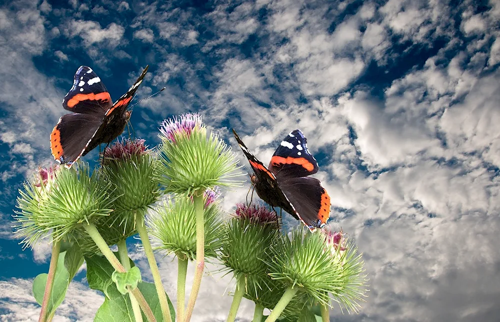 Butterfly background