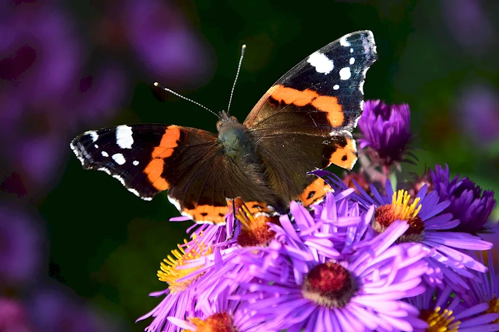 Butterflies in flower