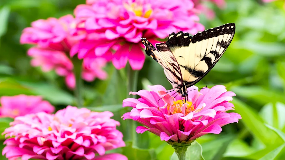 Butterflies in flowers