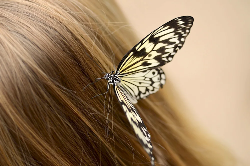 Butterflies in the hair