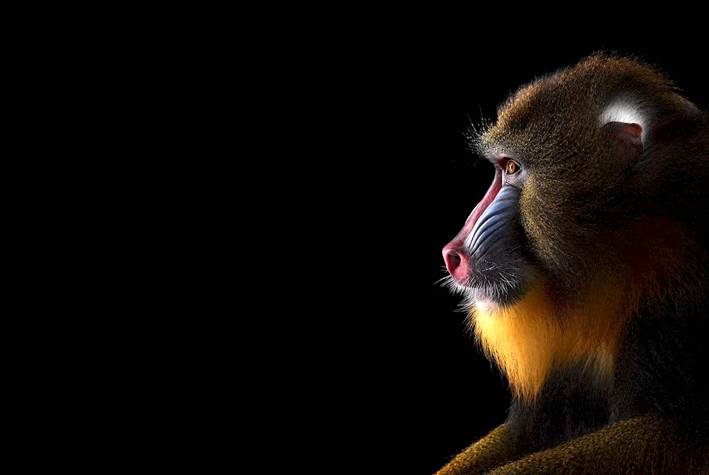 Baboon Mandrill