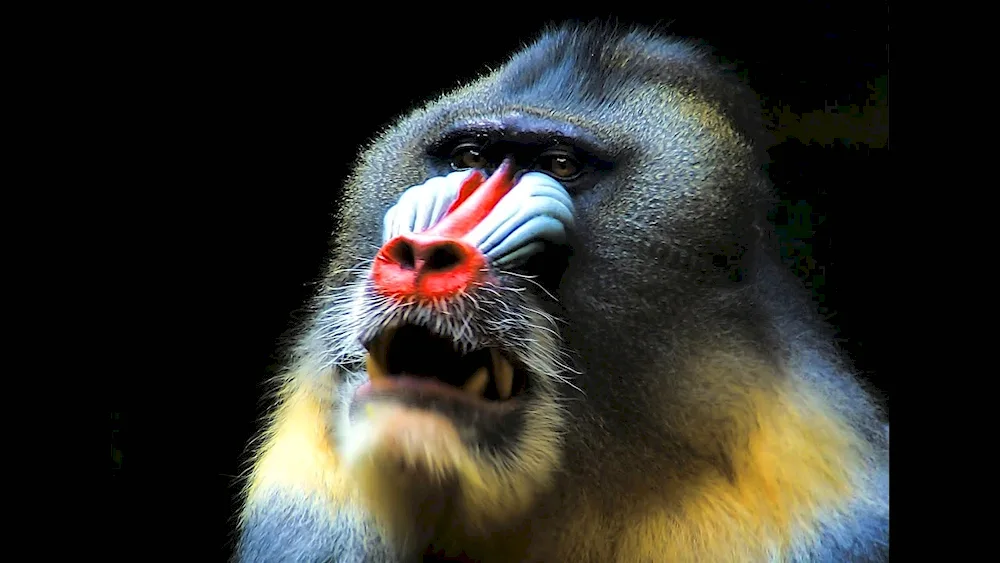 Pavian mandrill