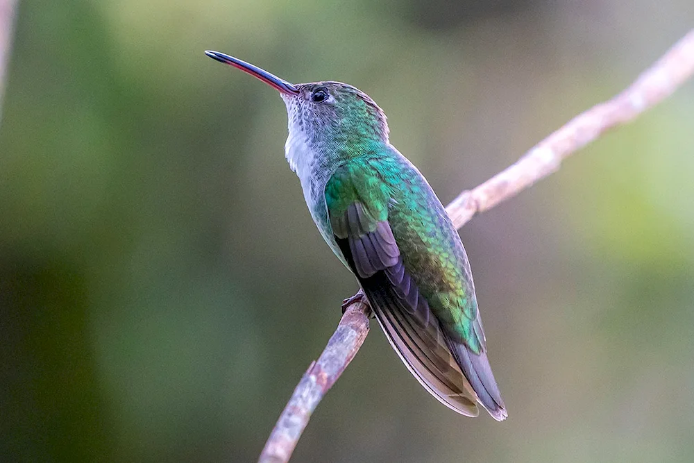 Genshin's Kingfisher