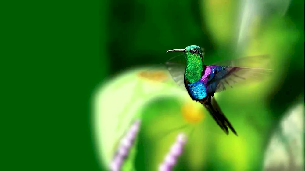 Bahamian Emerald Hummingbird. Hummingbird