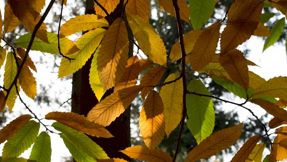 Crimson maple-leaved elm