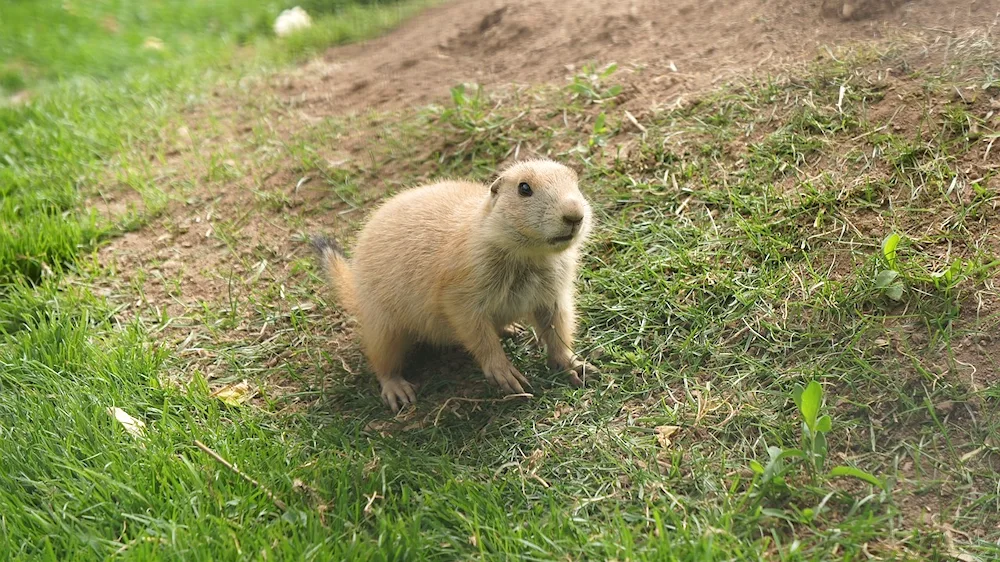 Meadow Dog dog