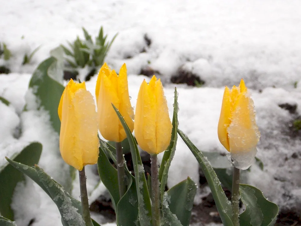 Flowers in the snow