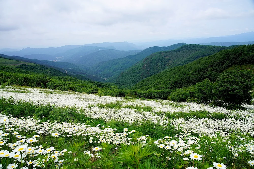 Daisy Field