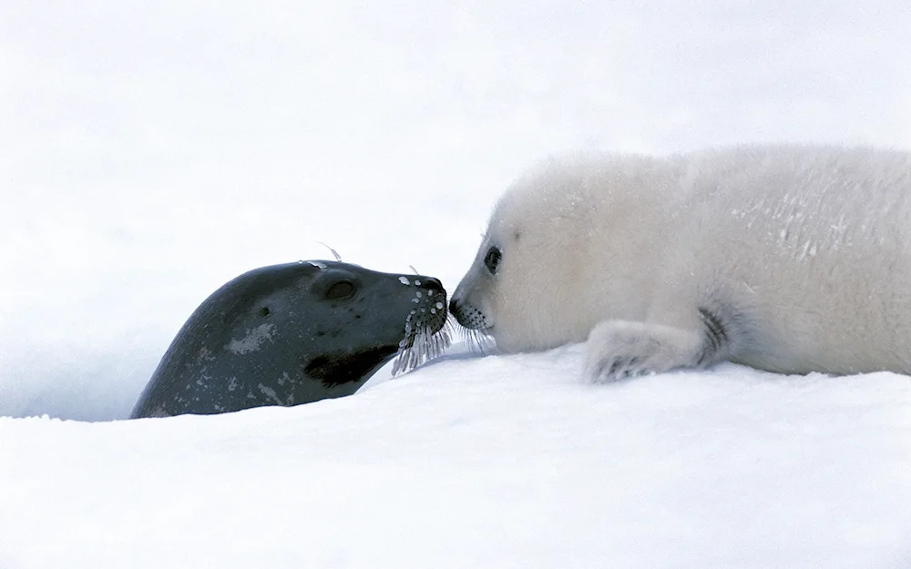 Belek of harp seal