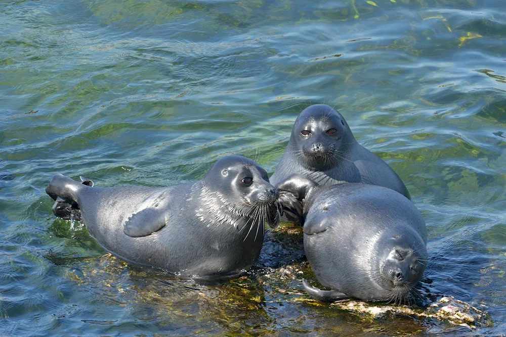 Baikal Nerpa on Baikal