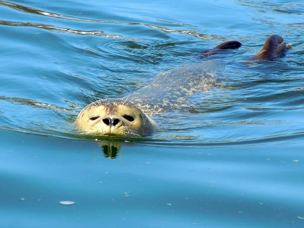 Baikal sea lion