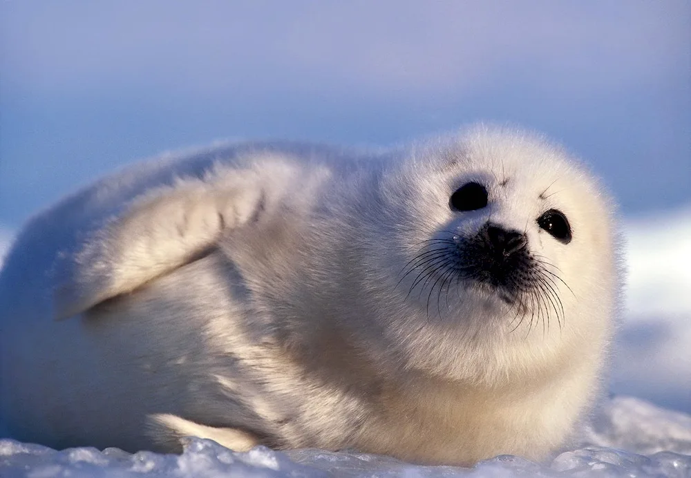 Baikal fauna