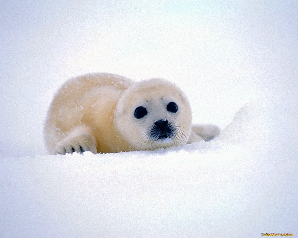 Belek of seal