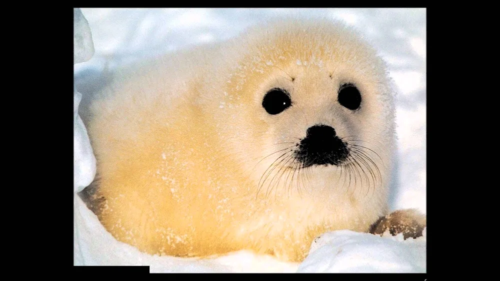 Seal seal Ladoga seal Ringed seal