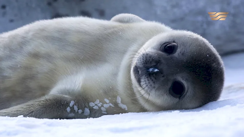 Baltic seal seal seal seal