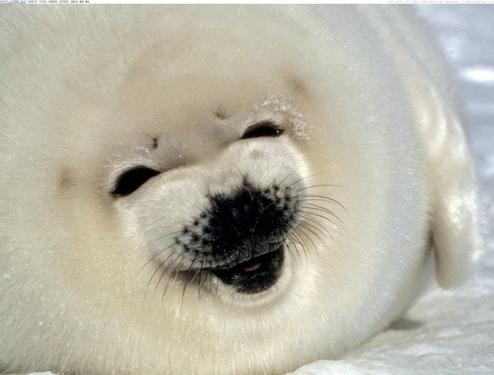 Baikal seal seal beellek