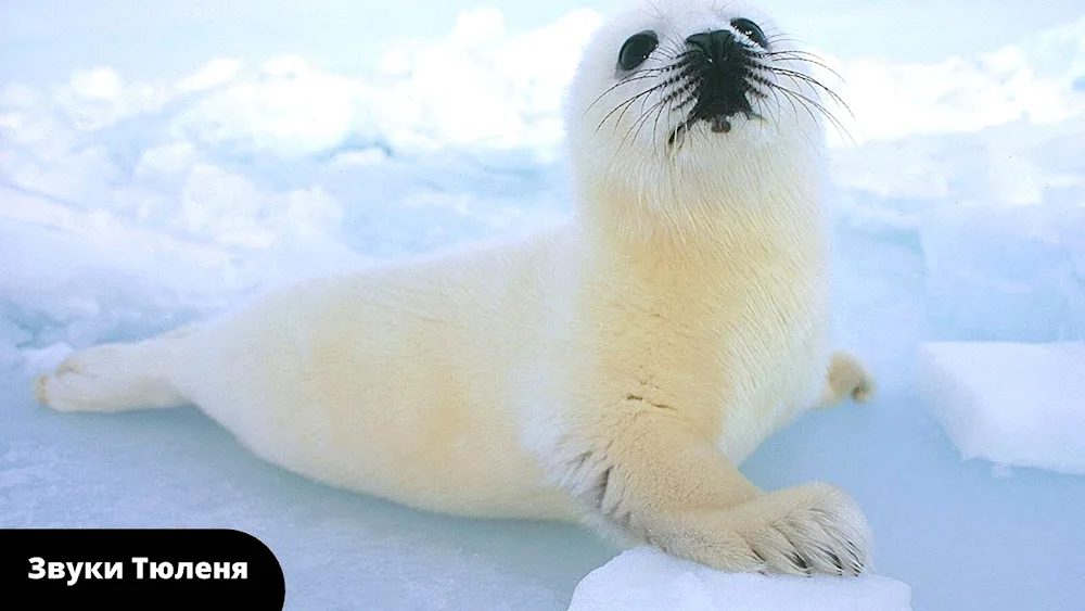 Galapagos long-eared seal