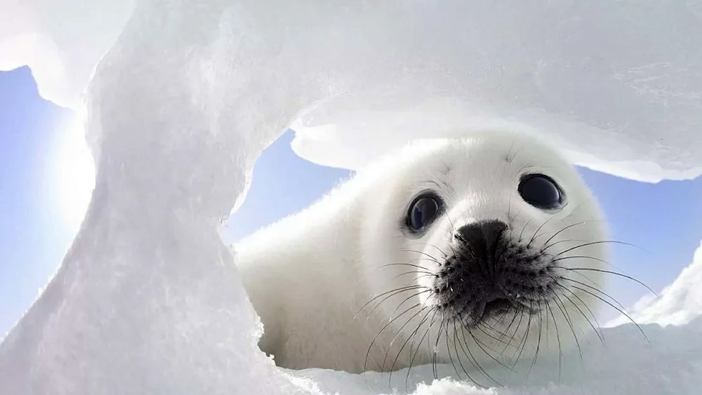 Baikal seal beellek sleeping