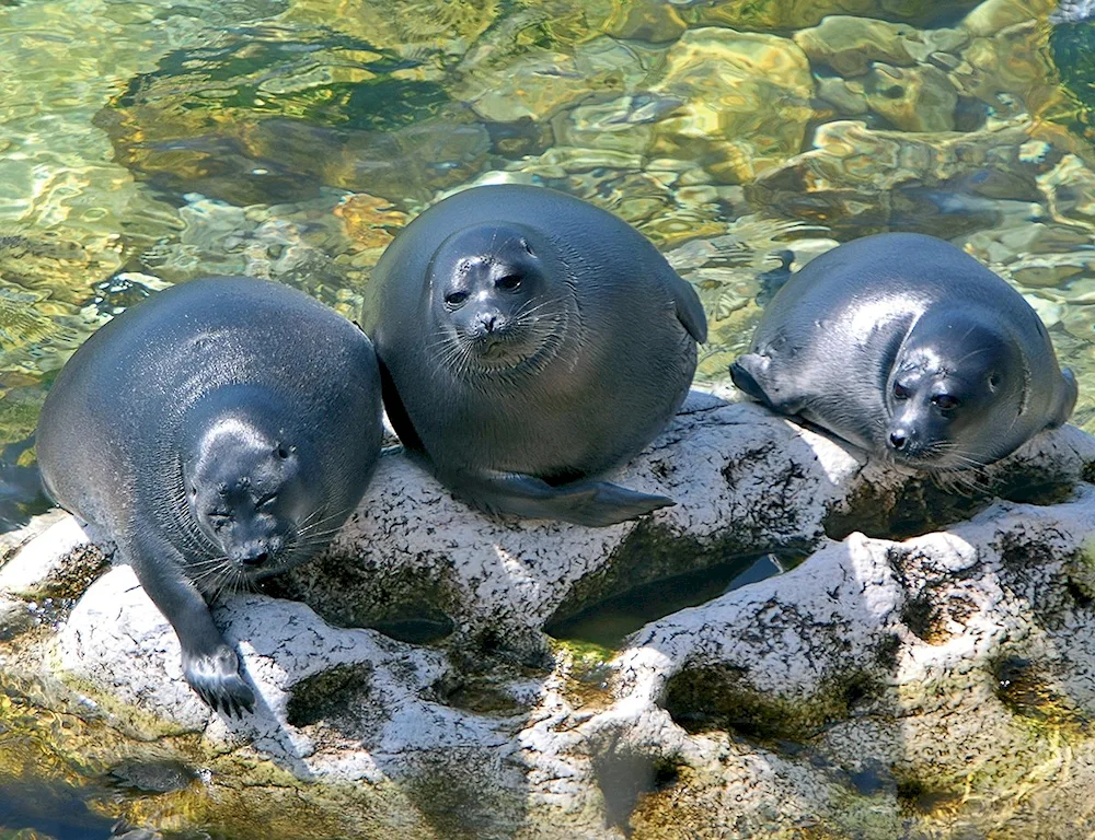 Baikal Nerpa Baikal