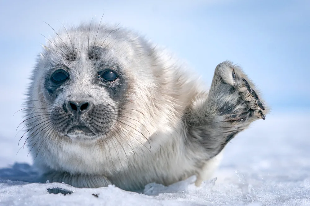 Baikal Nerpa on Baikal