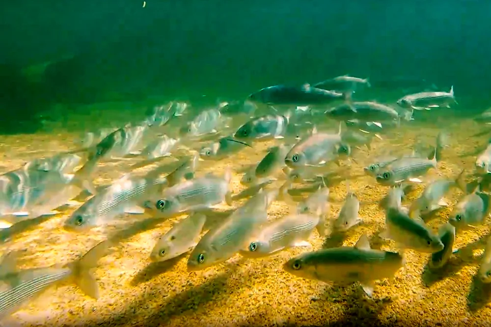 Baikal fish omul fish