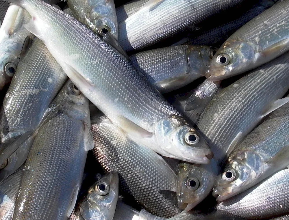 Baikal omul fish