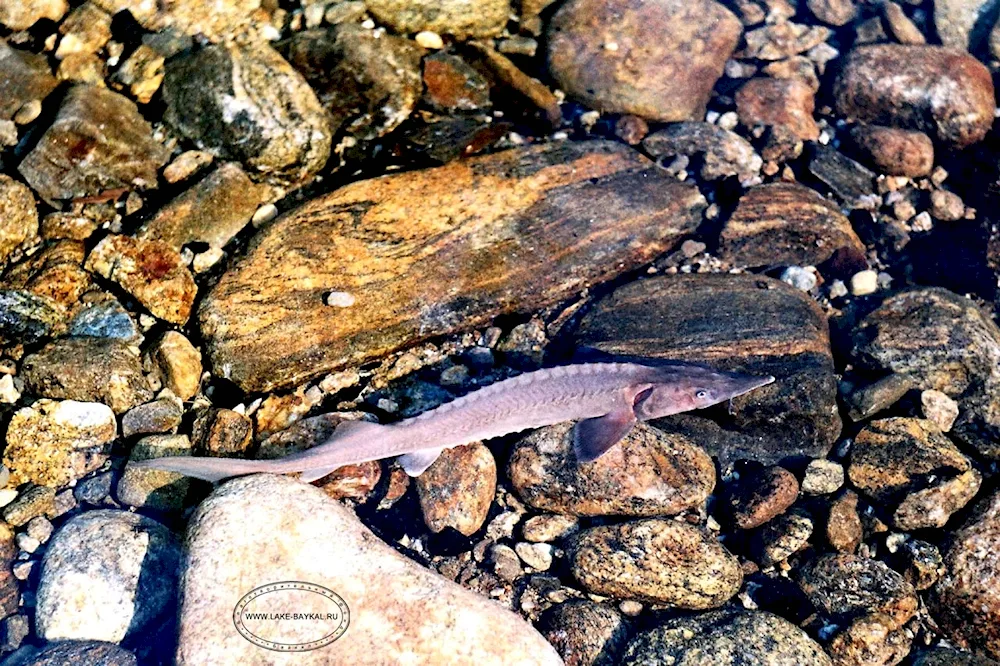 Lake Baikal flora and fauna