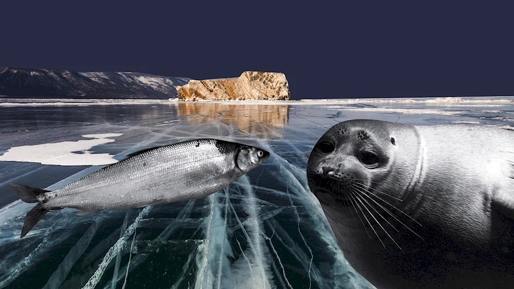 Ladoga ringed seal Nerpa