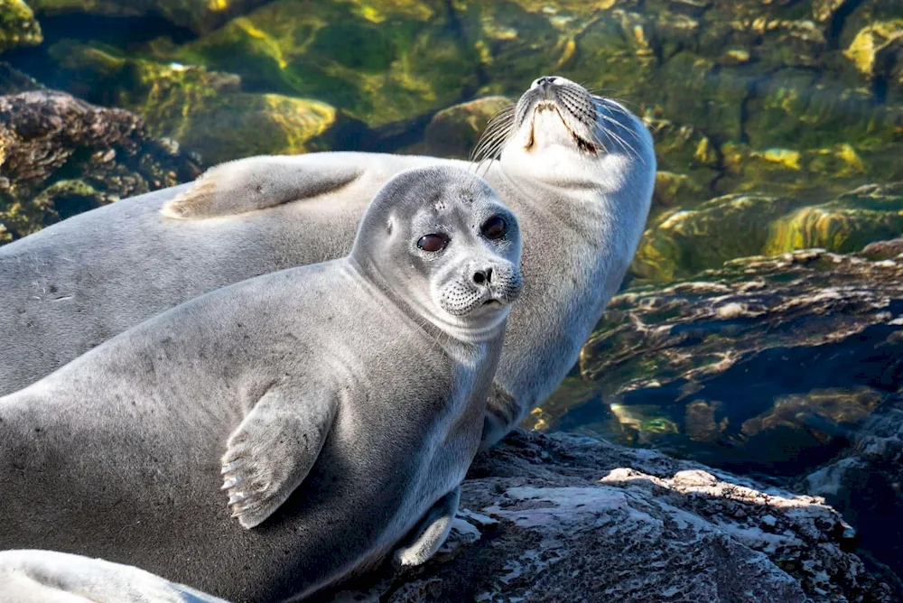 Baikal seal Nerpa