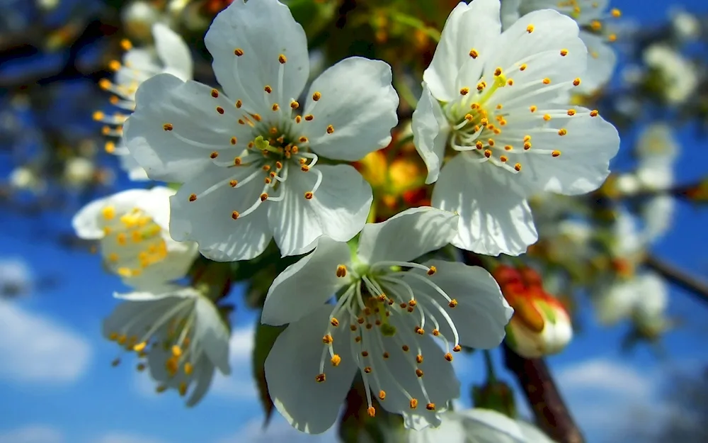 Spring flowers