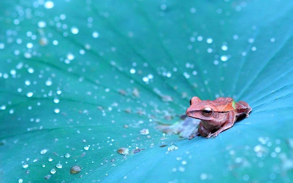 Red-eyed frog