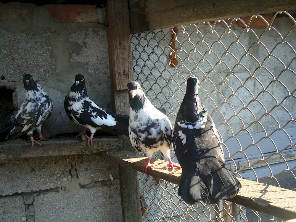 Chistopolsky pigeons grivuny high-flying