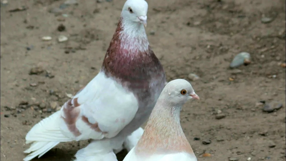 Afghan fighting pigeons. Pigeons